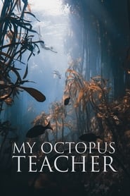 My Octopus Teacher My Octopus Teacher